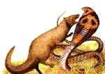 Mongoose & cobra in a duel to the death!