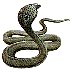 cobra5.jpg