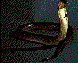 easternwatercobra.jpg