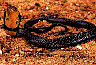 forestcobra1.jpg