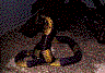 forestcobra2.jpg