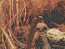 najanivea.jpg